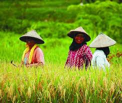 Detail Gambar Mata Pencaharian Petani Nomer 8