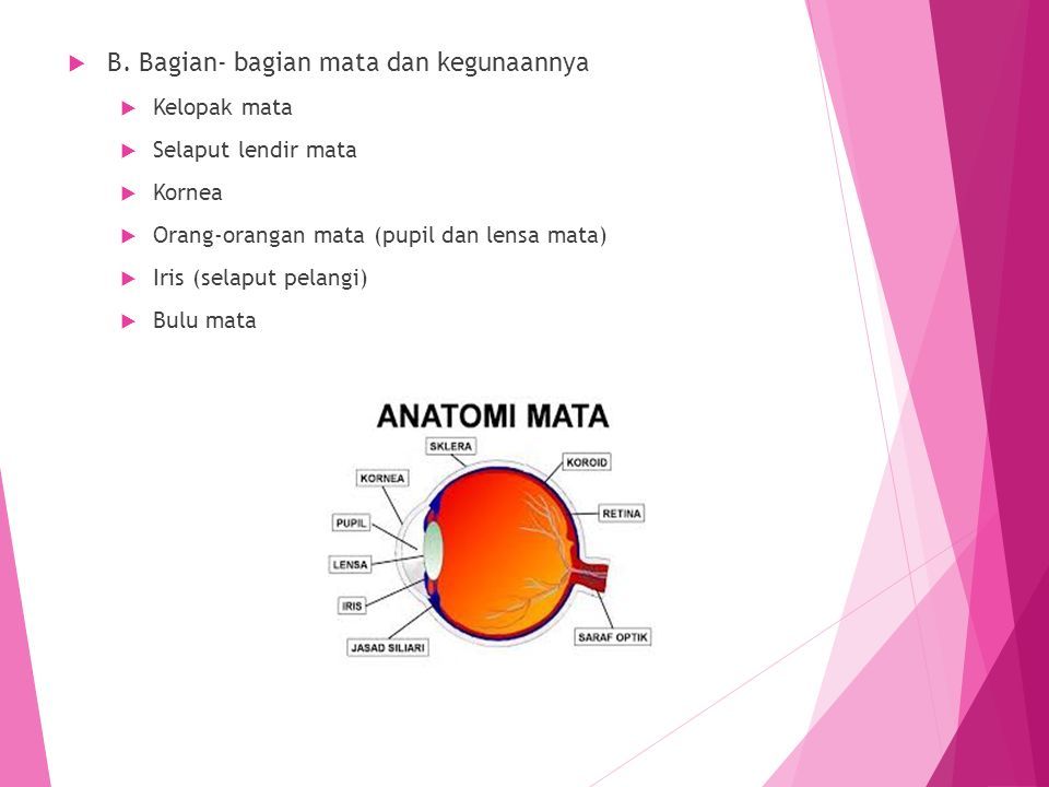 Detail Gambar Mata Presentasi Nomer 16