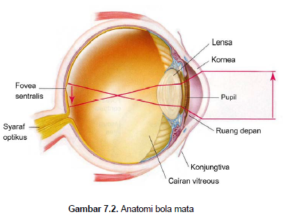 Detail Gambar Mata Telinga Hidung Nomer 12