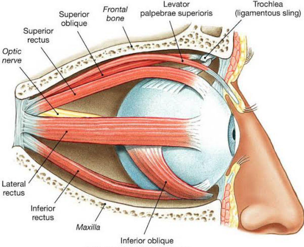 Detail Gambar Mata Telinga Hidung Nomer 21