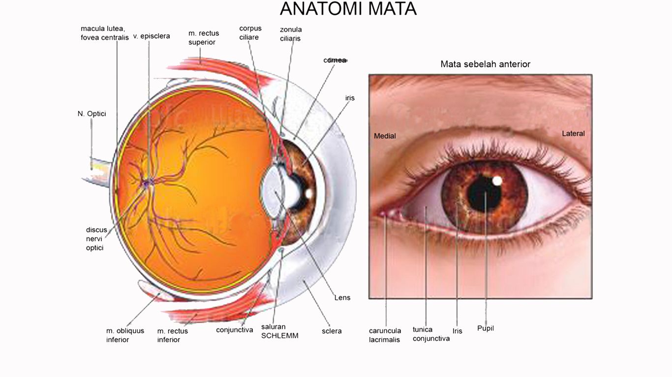 Detail Gambar Mata Telinga Hidung Kartun Nomer 43