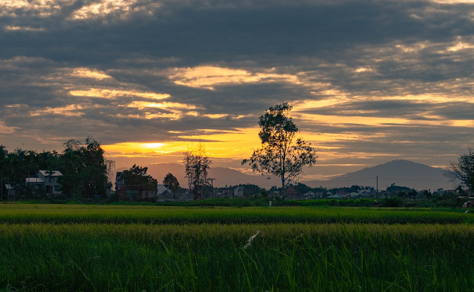 Detail Gambar Matahari Terbit Di Sawah Nomer 22