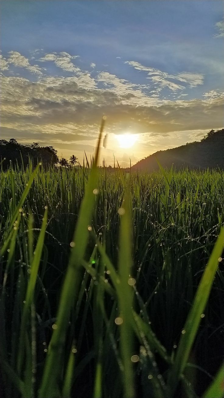 Detail Gambar Matahari Terbit Di Sawah Nomer 31