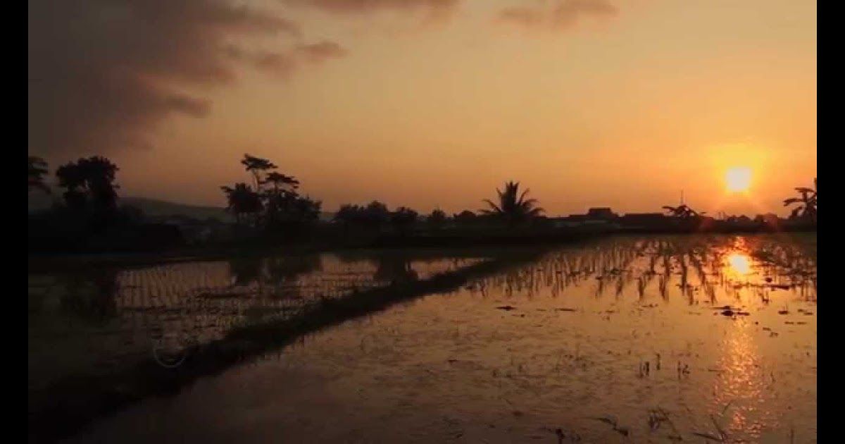 Detail Gambar Matahari Terbit Di Sawah Nomer 33