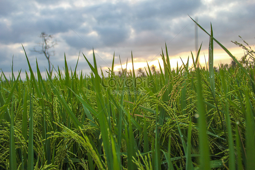 Detail Gambar Matahari Terbit Di Sawah Nomer 4