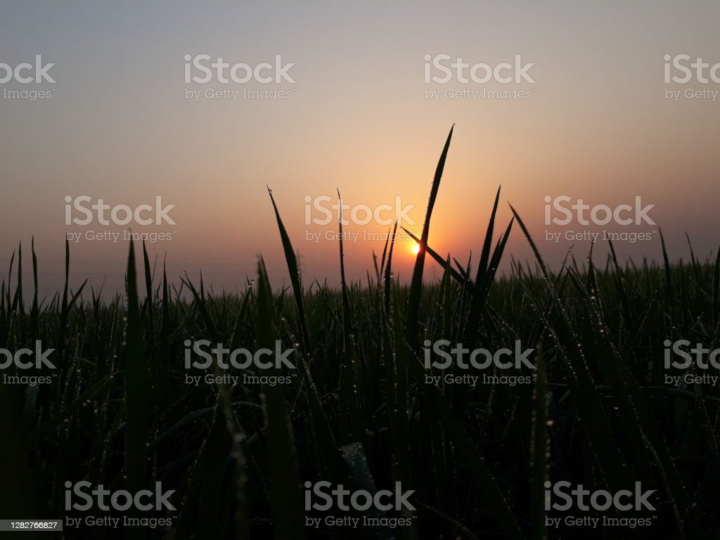 Detail Gambar Matahari Terbit Di Sawah Nomer 54