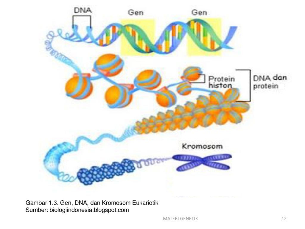 Detail Gambar Materi Genetik Nomer 12