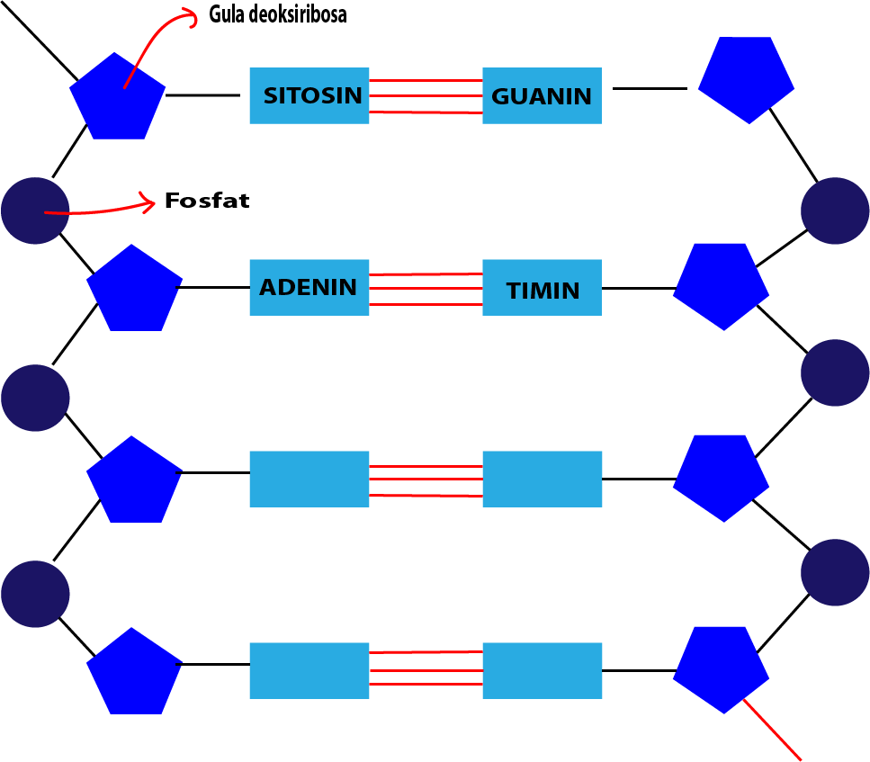 Detail Gambar Materi Genetik Nomer 20