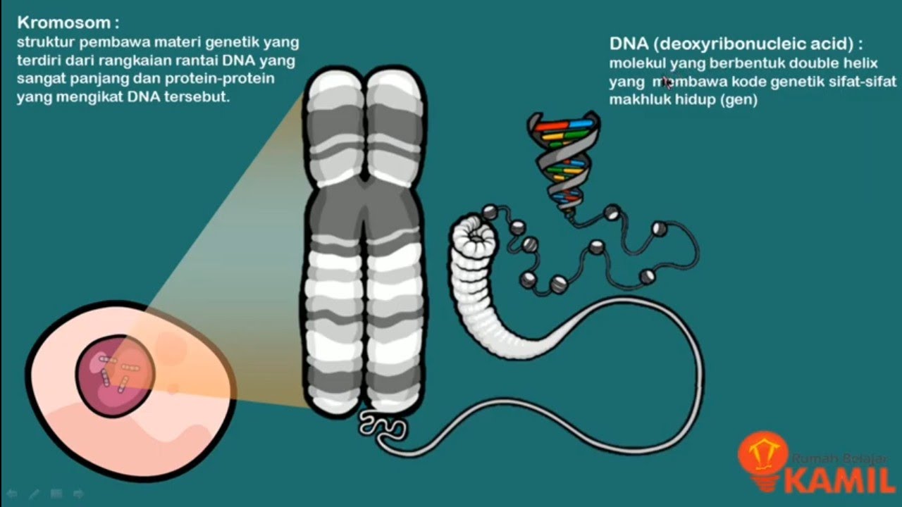 Detail Gambar Materi Genetik Nomer 36