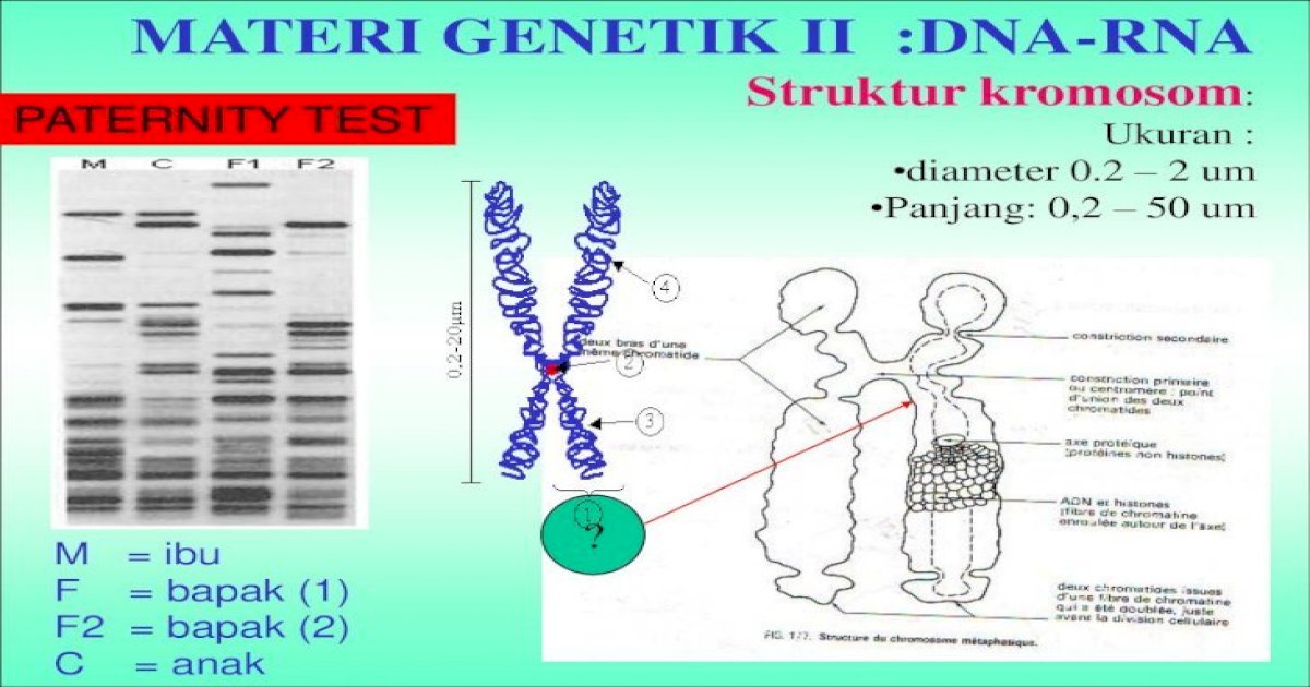 Detail Gambar Materi Genetik Nomer 49