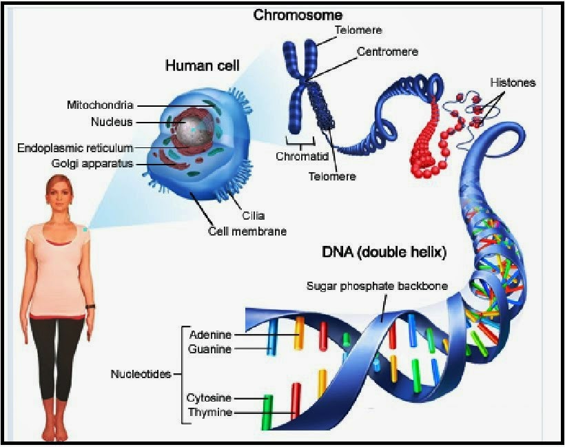 Detail Gambar Materi Genetik Nomer 8