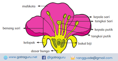 Gambar Materi Ipa 6sd - KibrisPDR