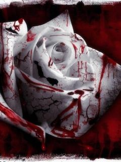 Detail Gambar Mawar Merah Berdarah Nomer 5