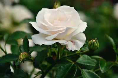 Detail Gambar Mawar Putih Yang Indah Nomer 17