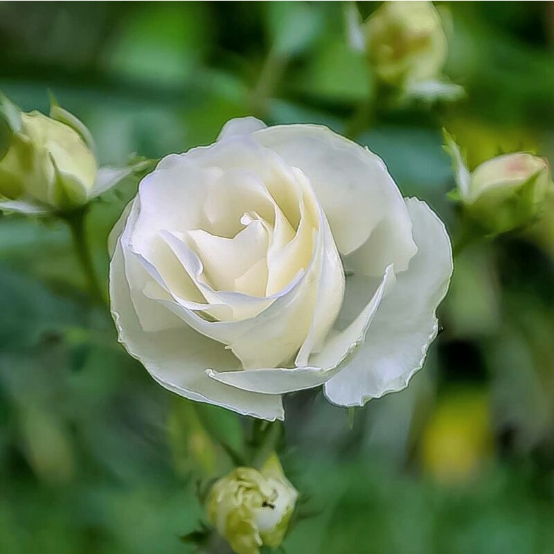 Detail Gambar Mawar Putih Yang Indah Nomer 26