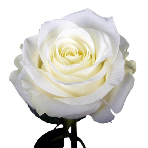 Detail Gambar Mawar Putih Yang Indah Nomer 5