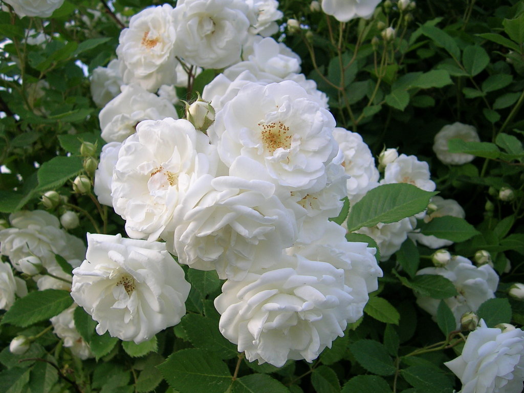 Detail Gambar Mawar Putih Yang Indah Nomer 46