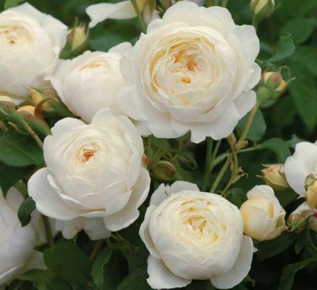 Detail Gambar Mawar Putih Yang Indah Nomer 48
