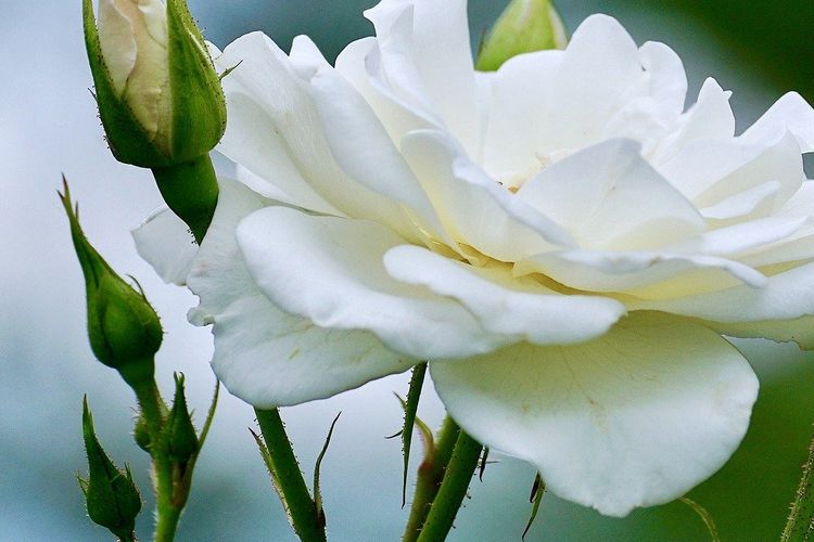 Detail Gambar Mawar Putih Yang Indah Nomer 51
