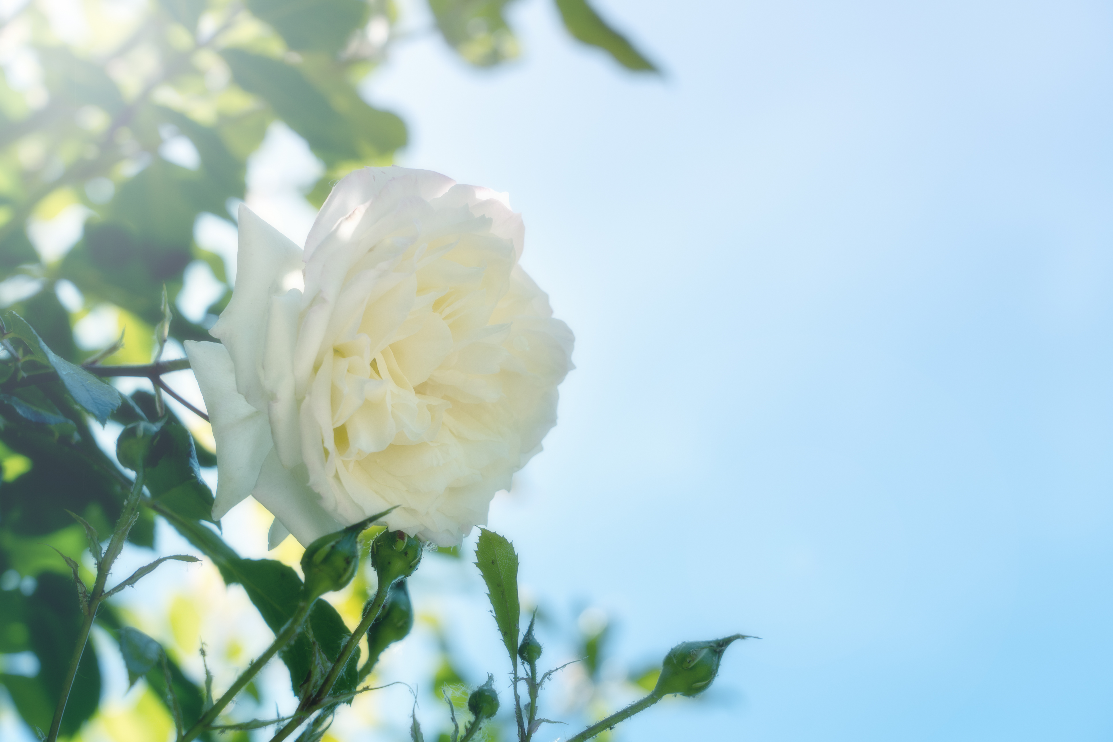 Detail Gambar Mawar Putih Yang Indah Nomer 54