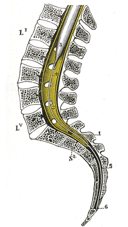 Detail Gambar Medula Spinalis Nomer 10