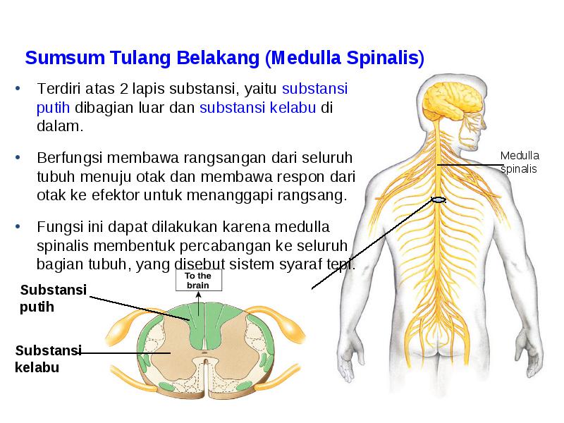 Detail Gambar Medula Spinalis Nomer 13