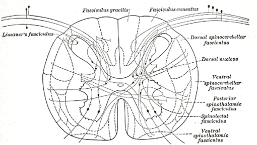 Detail Gambar Medula Spinalis Nomer 19