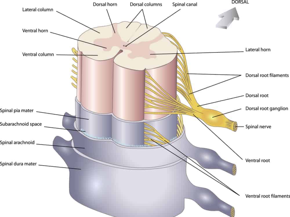 Detail Gambar Medula Spinalis Nomer 3
