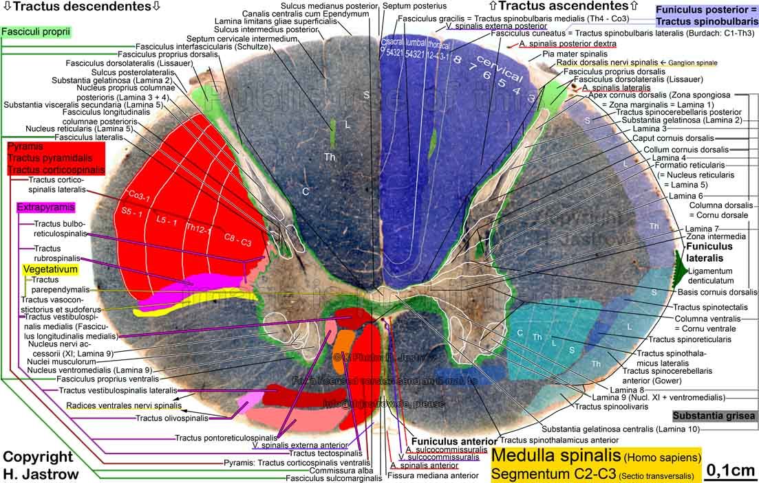 Detail Gambar Medula Spinalis Nomer 20