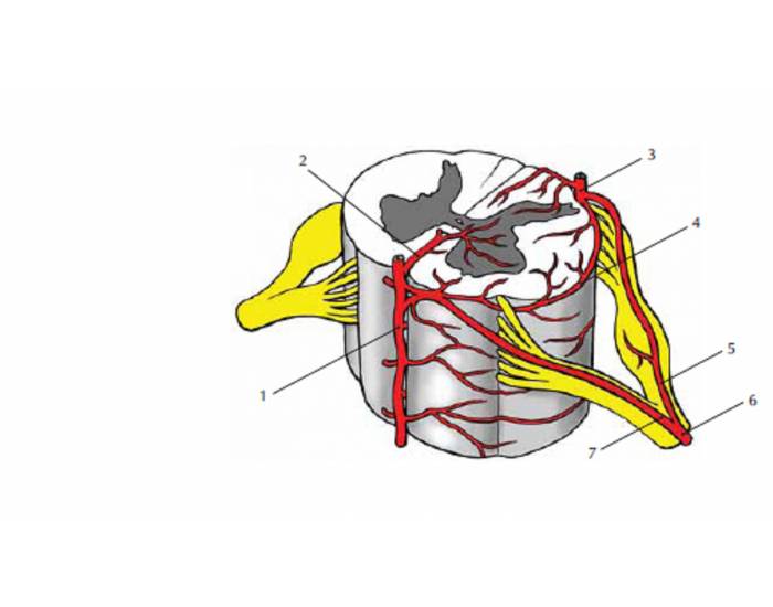 Detail Gambar Medula Spinalis Nomer 21