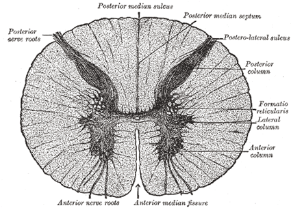 Detail Gambar Medula Spinalis Nomer 24