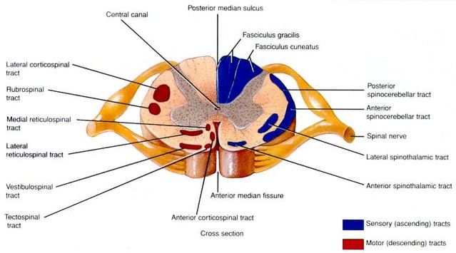 Detail Gambar Medula Spinalis Nomer 26