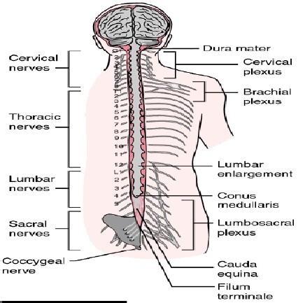 Detail Gambar Medula Spinalis Nomer 32