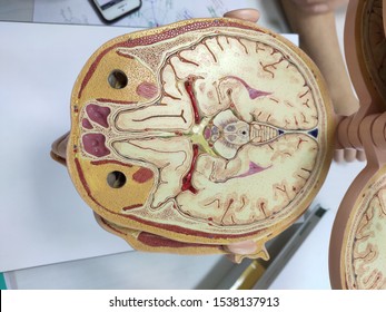 Detail Gambar Medula Spinalis Nomer 33