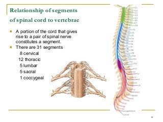 Detail Gambar Medula Spinalis Nomer 34