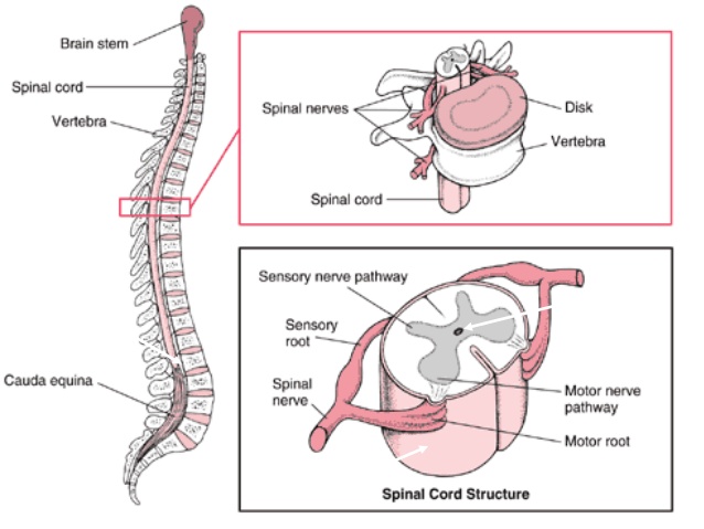 Detail Gambar Medula Spinalis Nomer 5