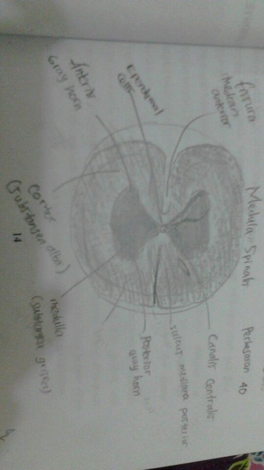 Detail Gambar Medula Spinalis Nomer 47