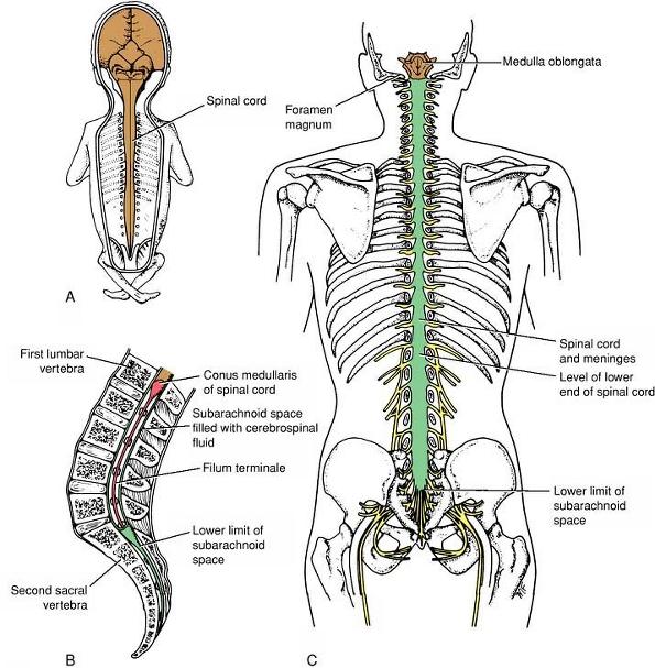 Detail Gambar Medula Spinalis Nomer 52
