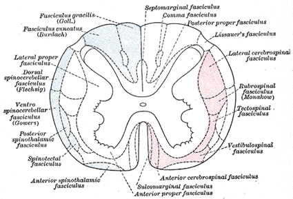 Detail Gambar Medula Spinalis Nomer 8