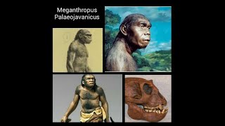 Detail Gambar Meganthropus Paleojavanicus Nomer 14