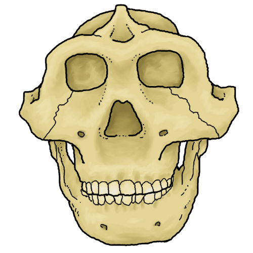 Detail Gambar Meganthropus Paleojavanicus Nomer 23