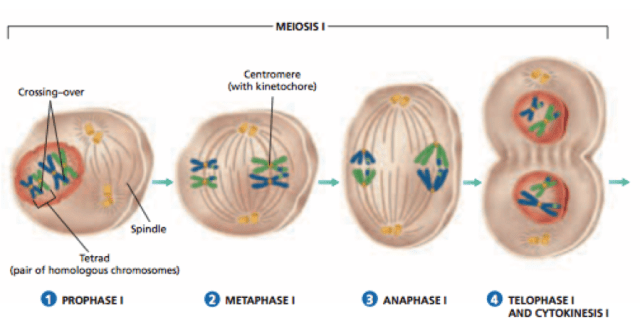 Gambar Meiosis 1 - KibrisPDR