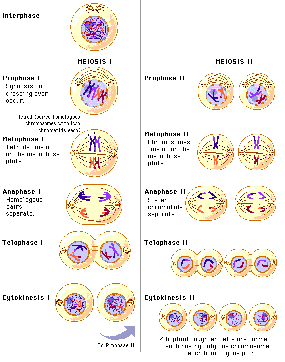 Detail Gambar Meiosis 1 Nomer 10