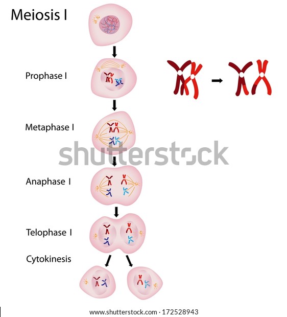 Detail Gambar Meiosis 1 Nomer 11