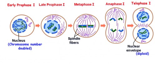 Detail Gambar Meiosis 1 Nomer 12