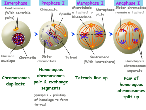 Detail Gambar Meiosis 1 Nomer 20