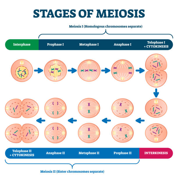 Detail Gambar Meiosis 1 Nomer 30