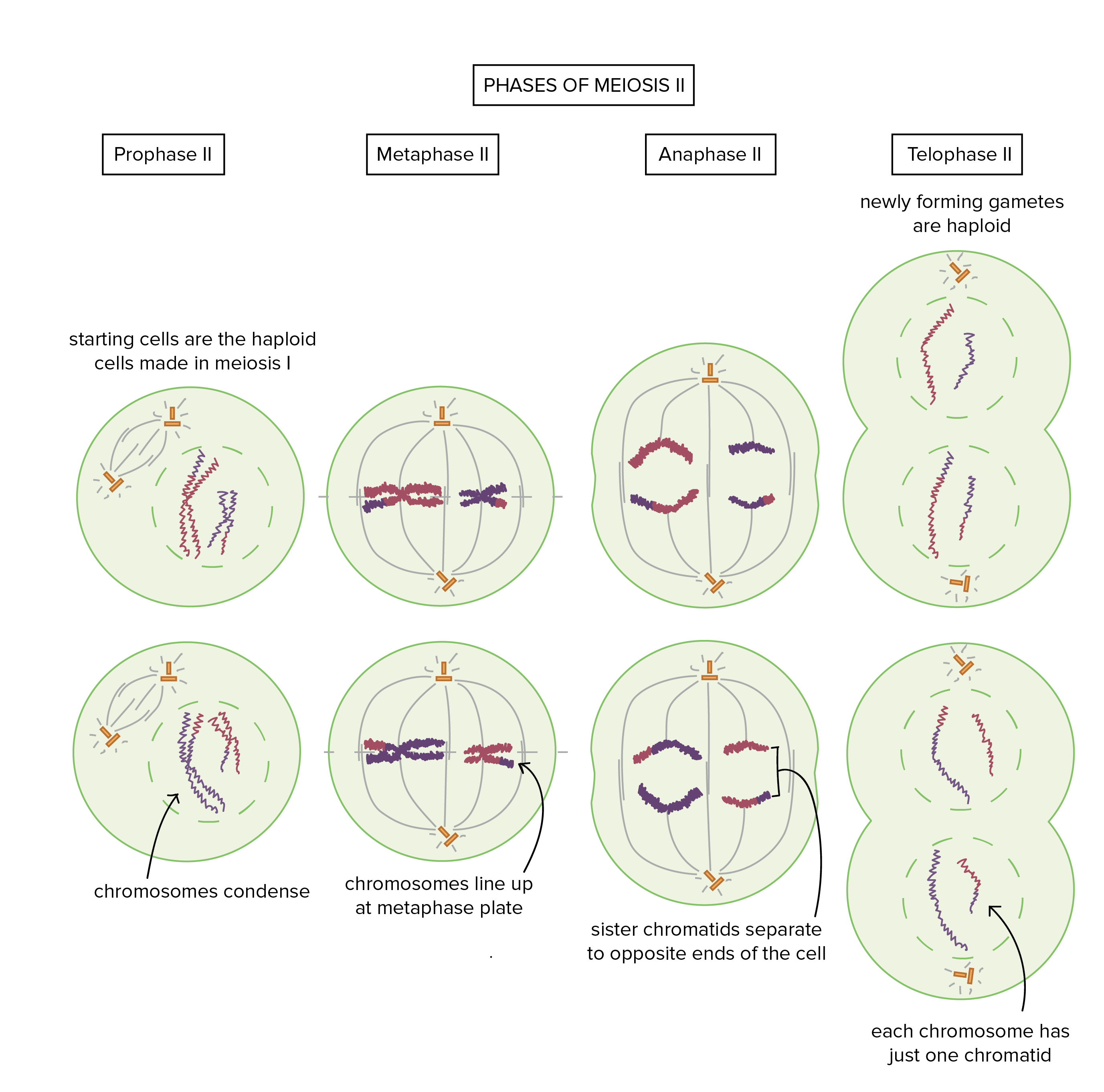 Detail Gambar Meiosis 1 Nomer 36