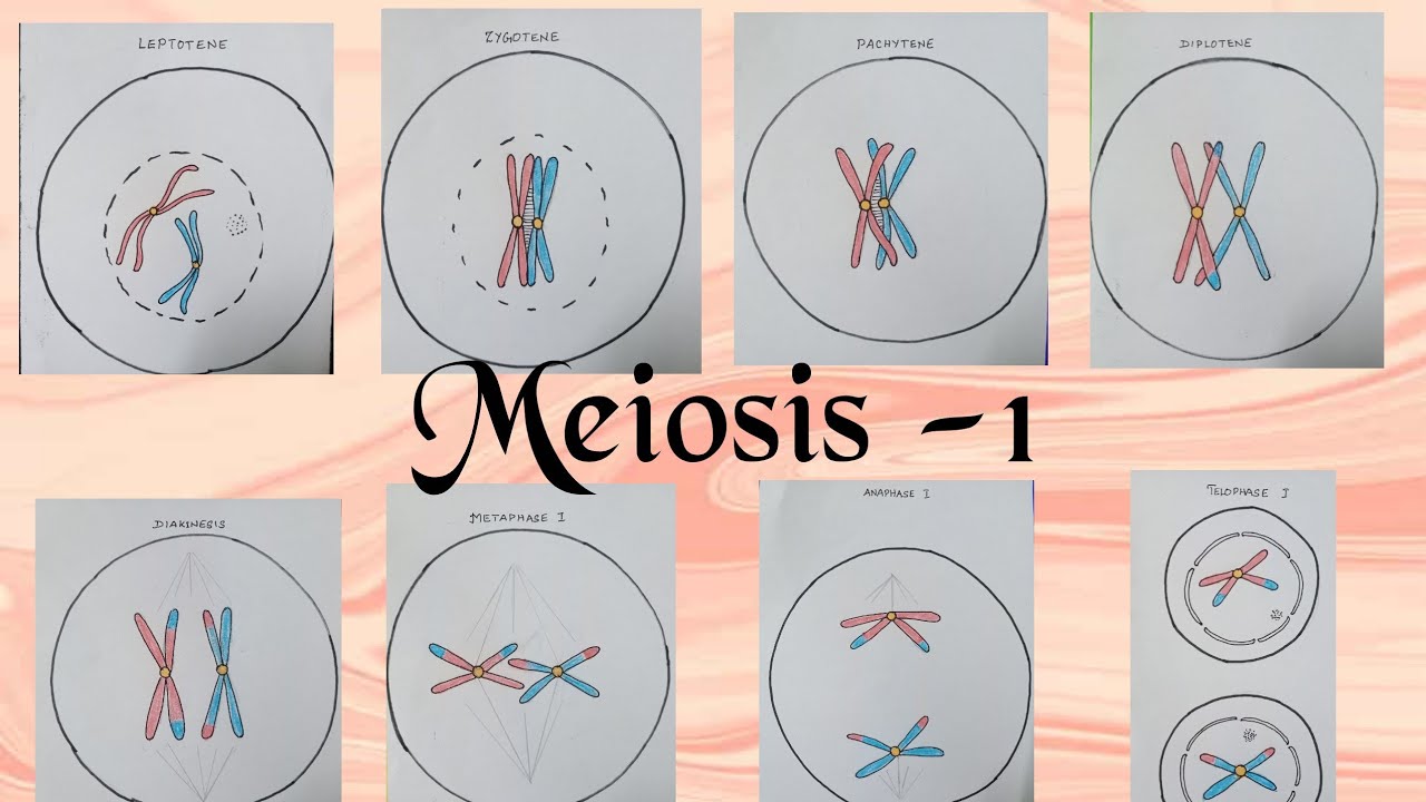 Detail Gambar Meiosis 1 Nomer 46