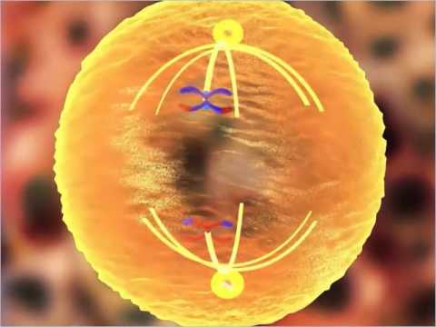 Detail Gambar Meiosis 1 Nomer 50